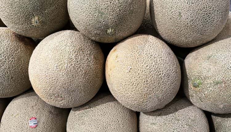 Salmonella Outbreak Linked To Cantaloupes Affects Dozens Across 15 ...