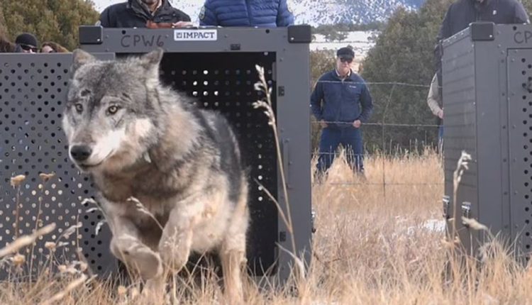 First Wolves Released In Colorado Reintroduction Plan Amid Rancher ...